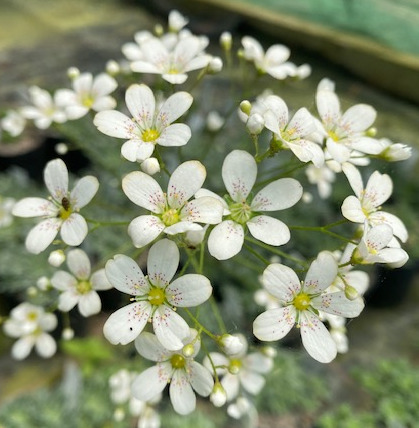 Saxifraga 'Anneka Hope'